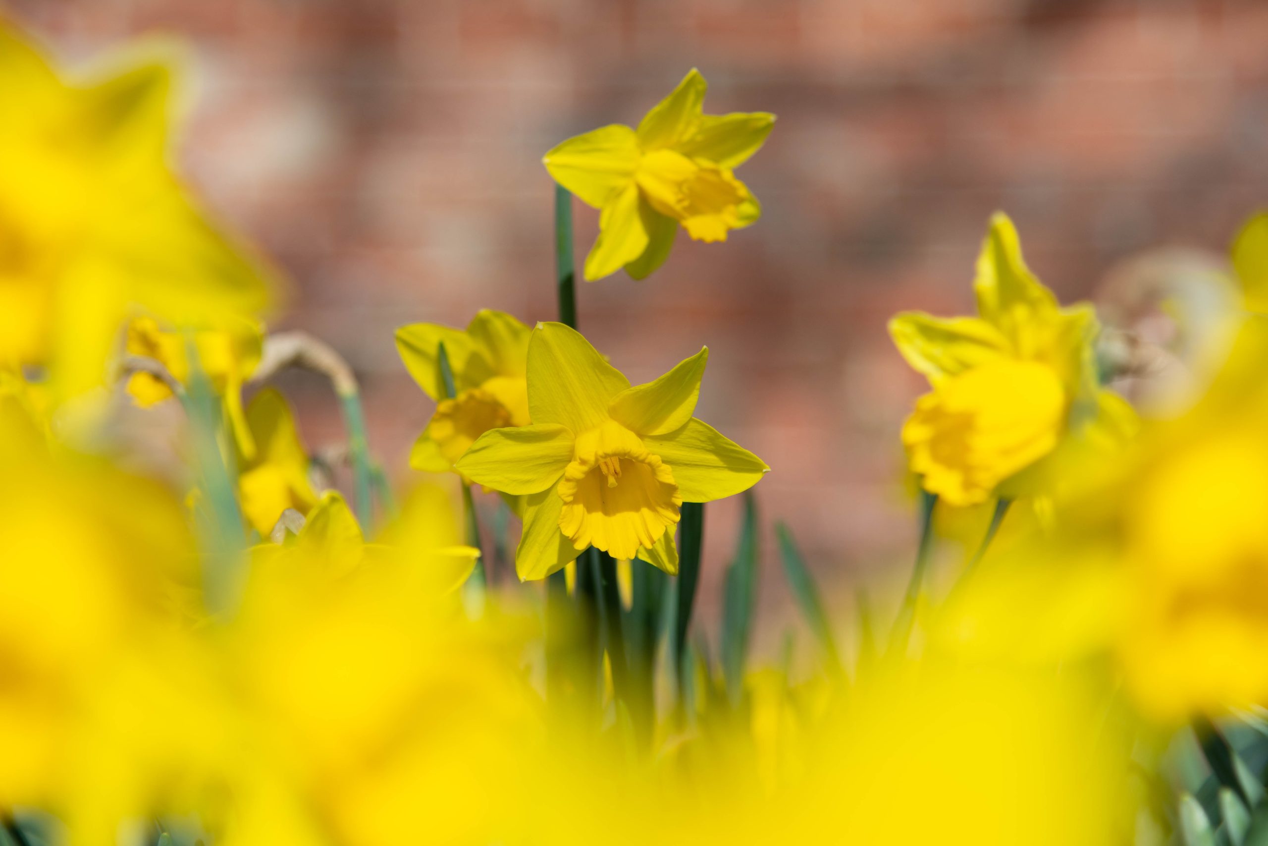 daffodils-resilience